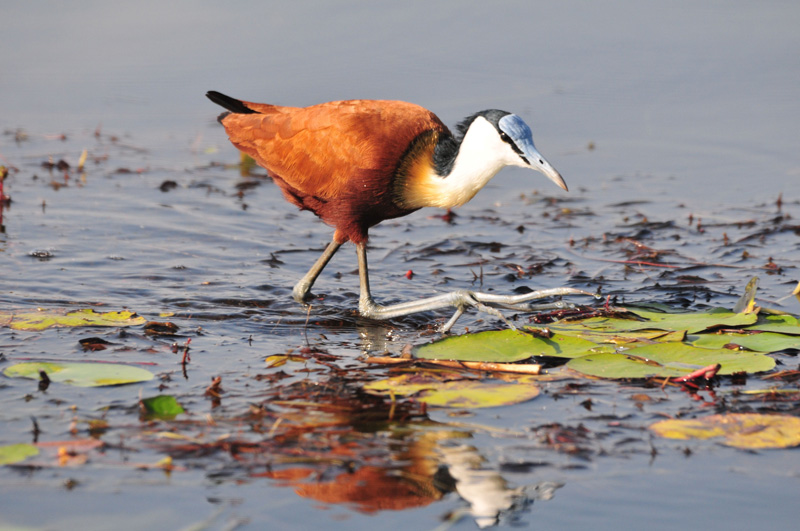 JACANA.jpg