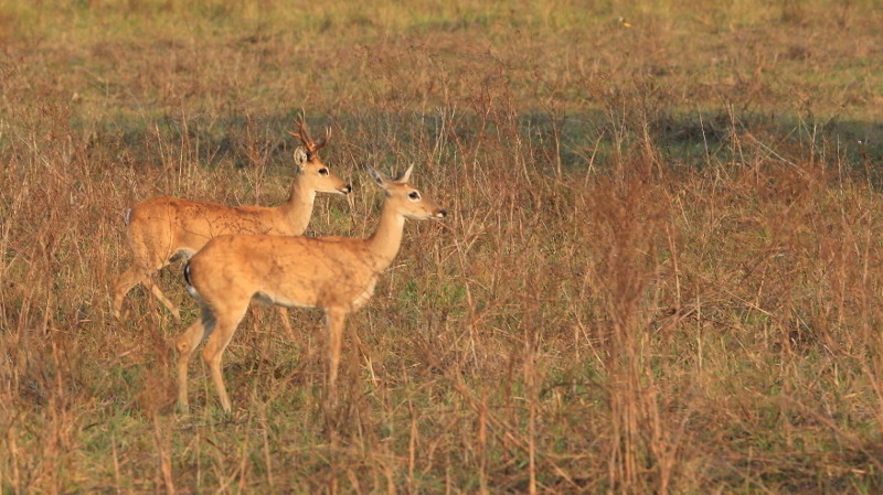 37 Cerfs des savannes.jpg