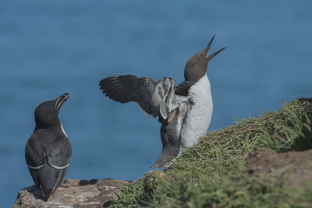 120-couple insolite.jpg