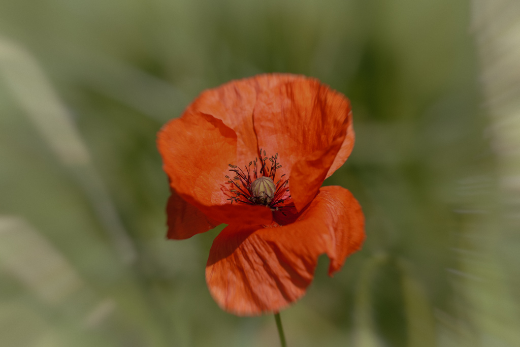 coquelicot PH.jpg