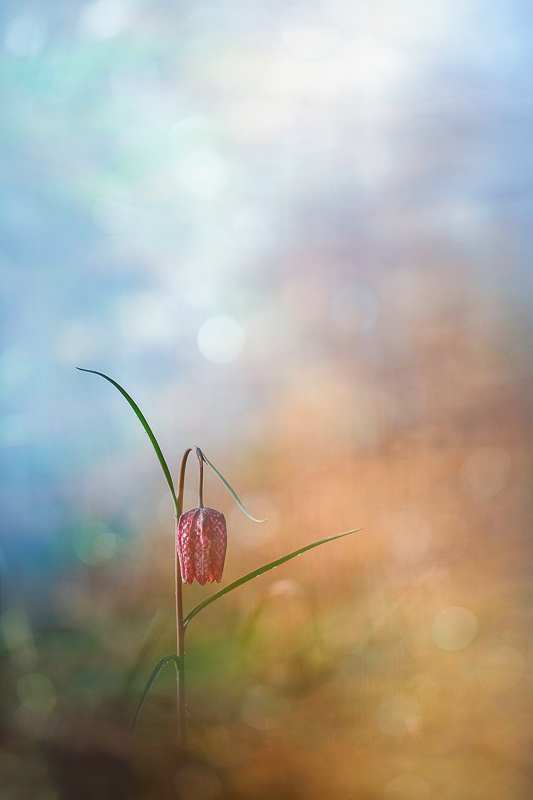 2016Fritillaria meleagris#1IN.jpg