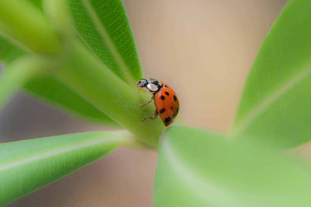 Coccinelles Image et nature.jpg