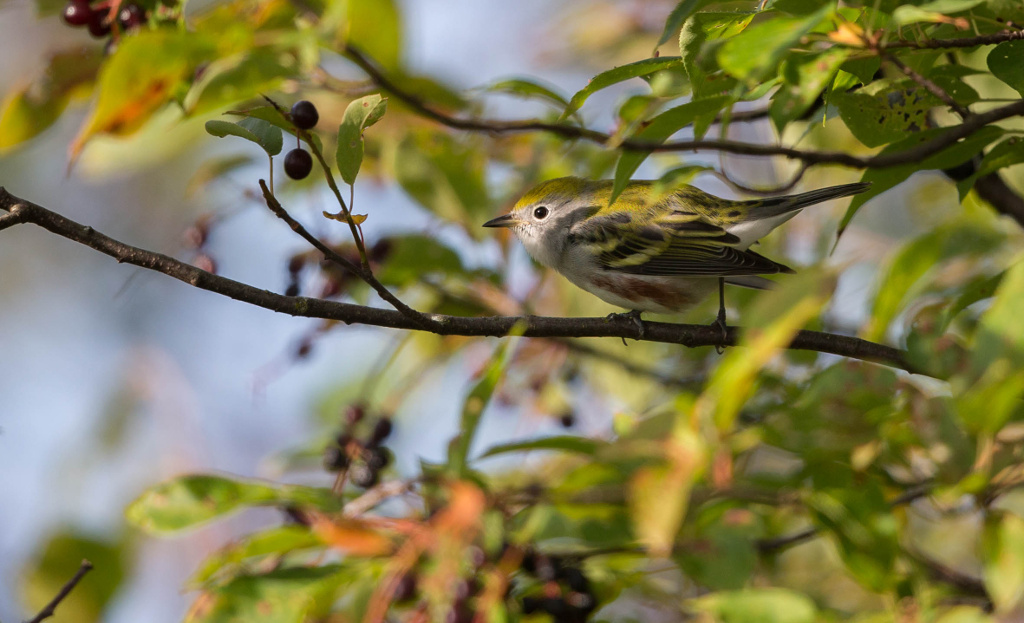 Paruline à flancs marron 2017-09 St OnésimeIN.jpg