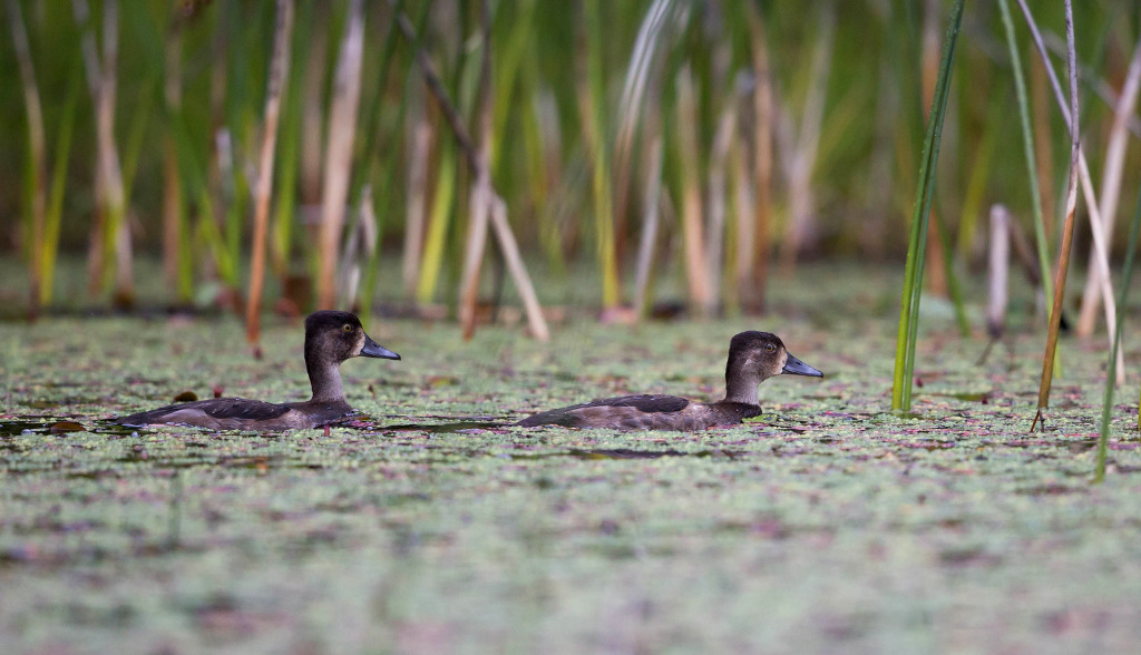 Fuligule à bec cerclé 2017-09 Lac des Aigles-2IN.jpg