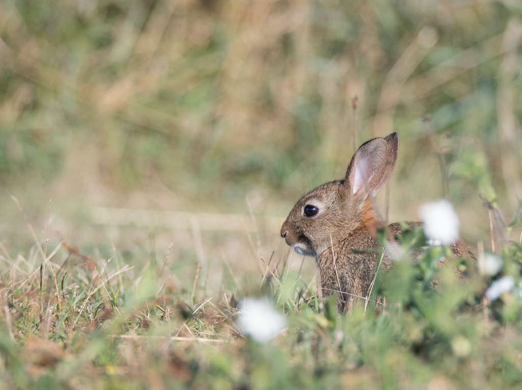 Lapin_16.jpg