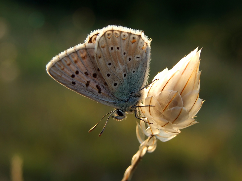 Papillon 2.jpg
