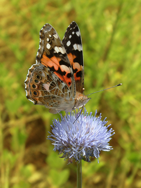 Papillon 3.jpg