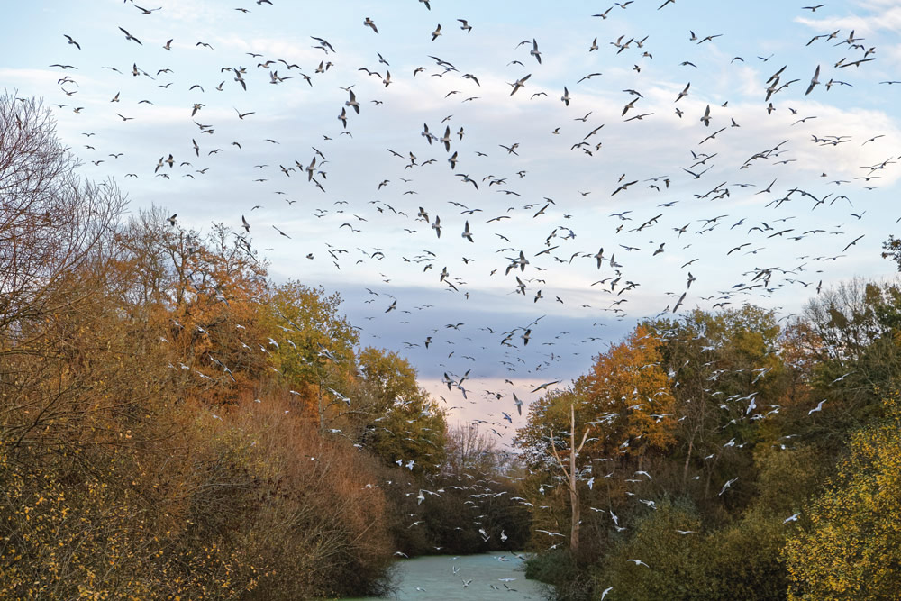 mouettes-pont-saint-martin-20171123-(20).jpg