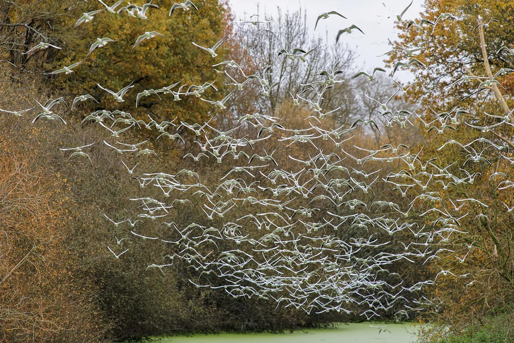 mouettes-pont-saint-martin-20171123-(13).jpg