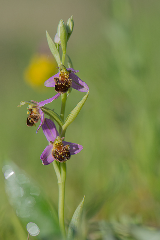 5-Ophrys abeille.jpg