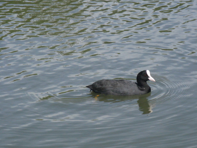 Fulque macroule au Parc Ornithologique du Teich (1).jpg
