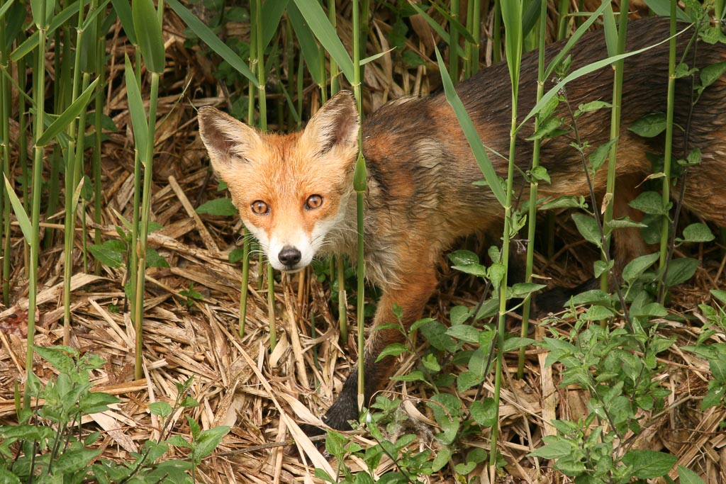 Renard-3.jpg