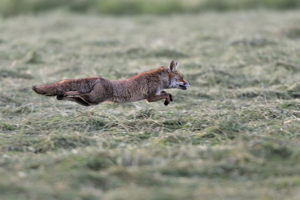 MOSCHLER HERVE- RENARD EN VOL.jpg