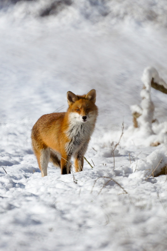 Renard sur  manteau blanc vIN.jpg