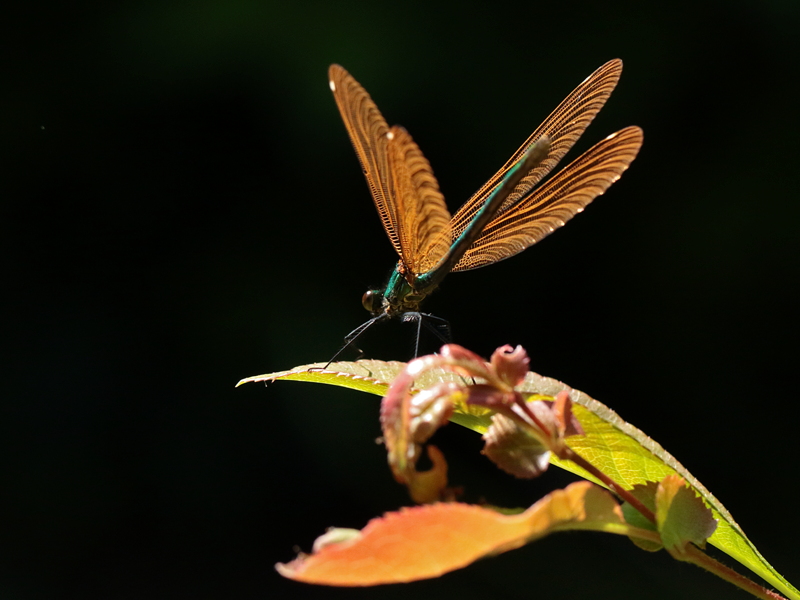 2018_05_05_demoiselle_015_ImNat.JPG