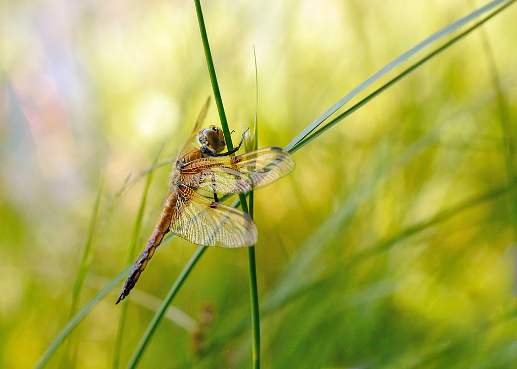 Libellula-quadrimaculata--I&N.jpg