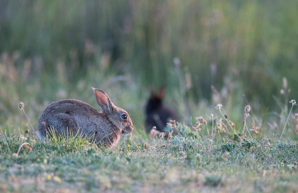 Lapin_26.jpg