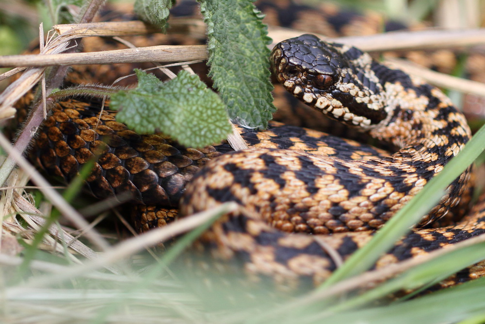 Vipère péliade - Vipera berus #3.1 010518 I&N.JPG