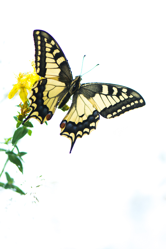 papillon concour 06 2018-9.jpg