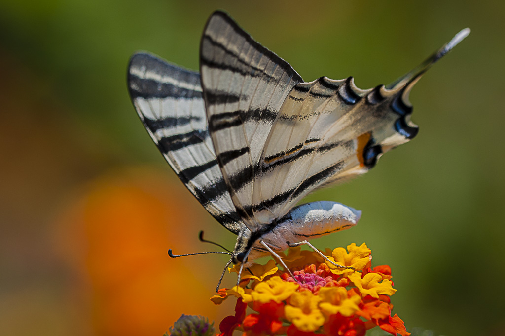papillon-2.jpg