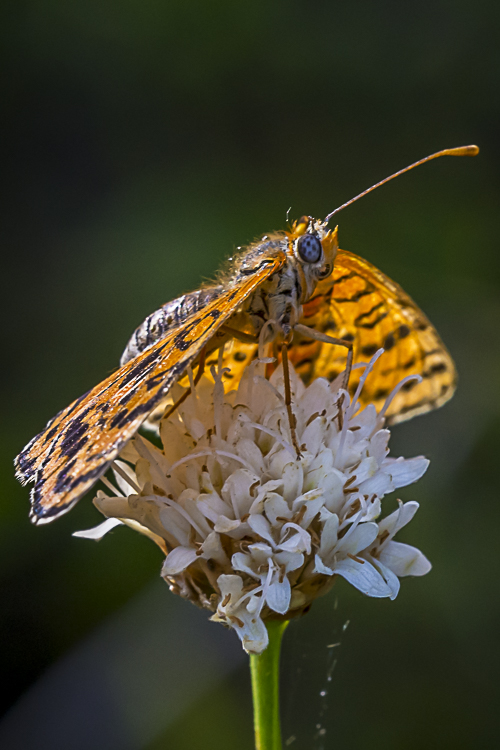 papillon-3.jpg