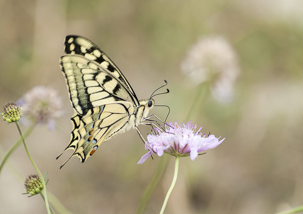 Machaon.jpg