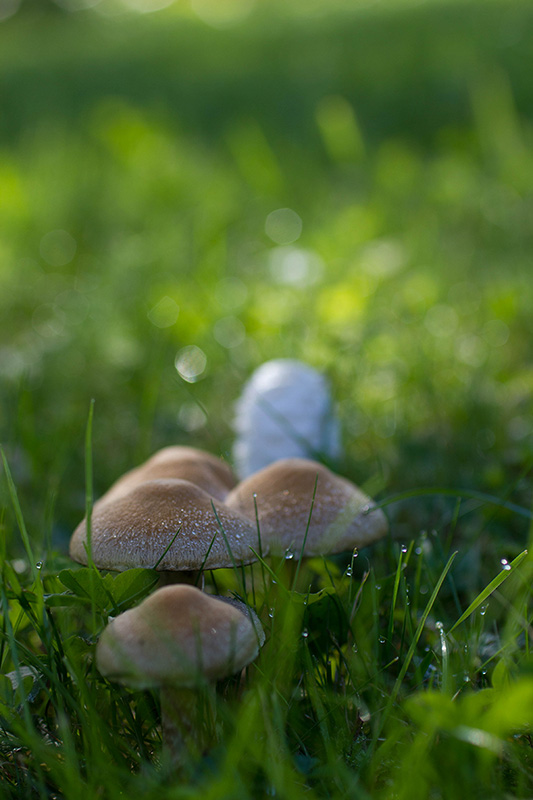 champignons111017-7.jpg