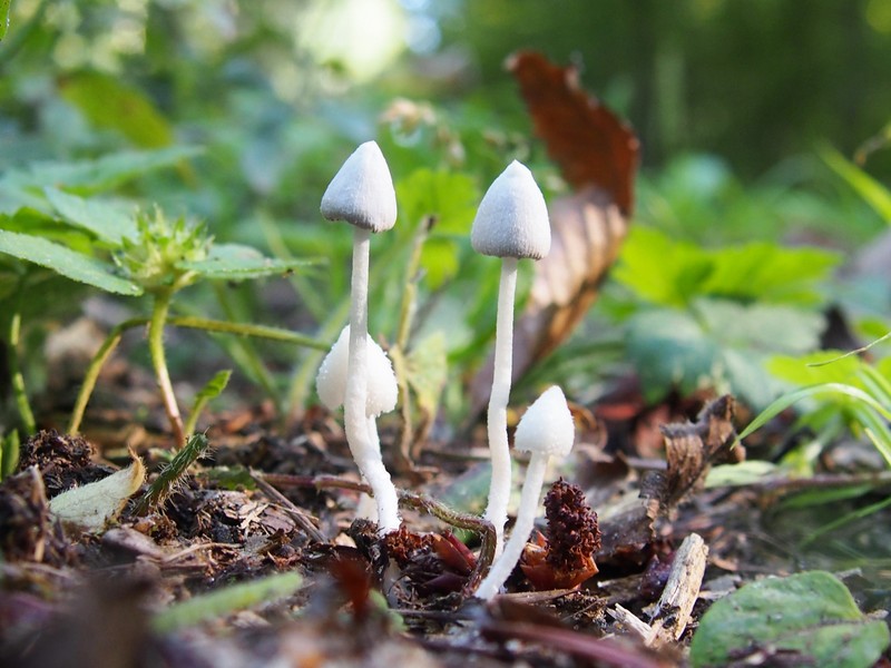 Famille Champignon.JPG