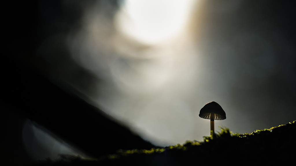 Mushroom Silhouette.jpg