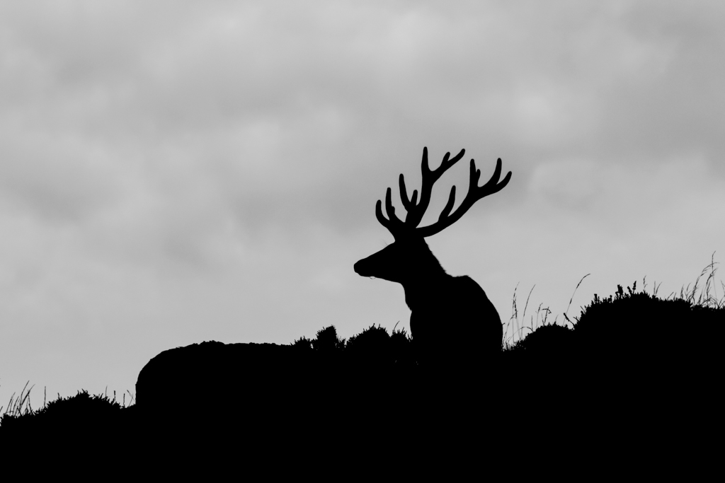 IMG_3913 red deer b&w-1.jpg