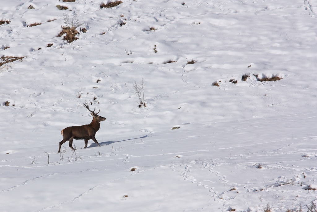 Cerf a Valloire.jpg