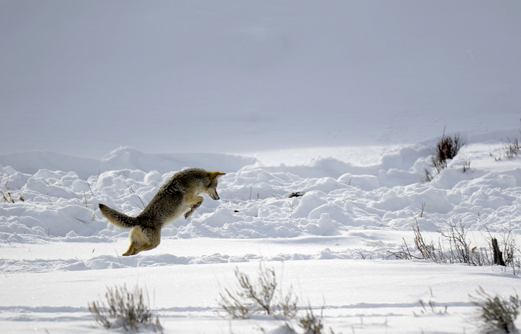 coyotte-saut_DSC0075.jpg