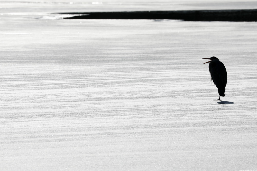 Héron sur glace.jpg