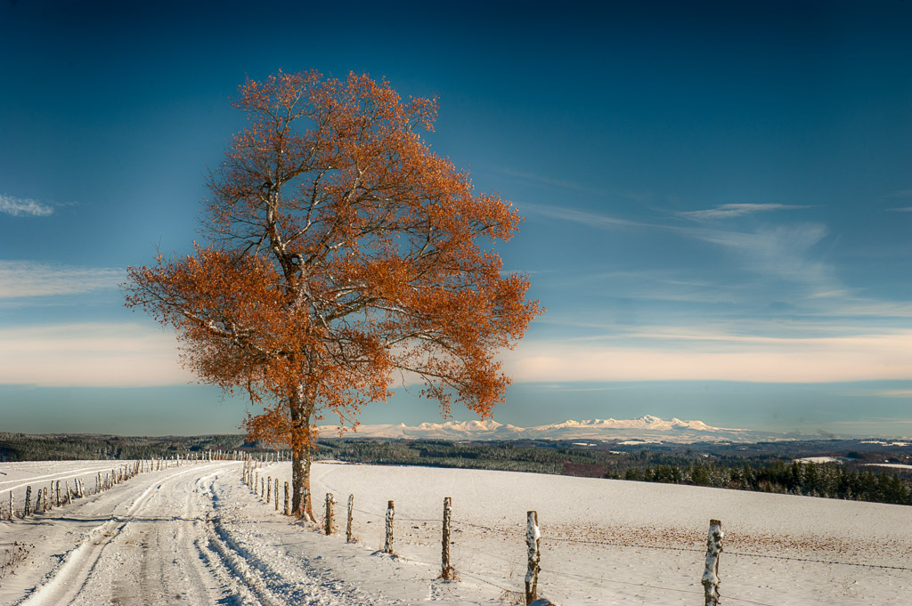 image nature SANCY.jpg