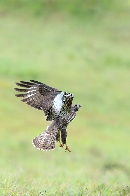 Buse variable - 3.jpg