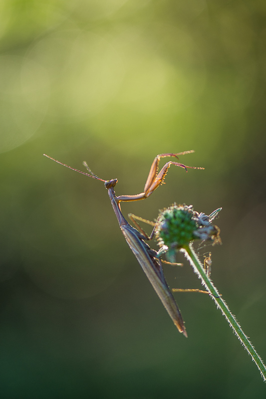 mante religieuse concour 05 2019-4.JPG