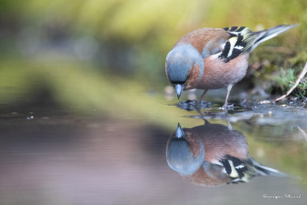 Pinson des arbres (Fringilla coelebs) Chaffinch-200.jpg