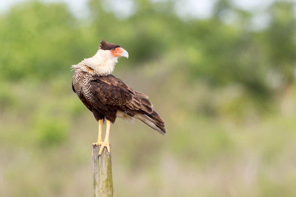 _IN Caracara du Nord 2019-04 Bolivar-11.jpg