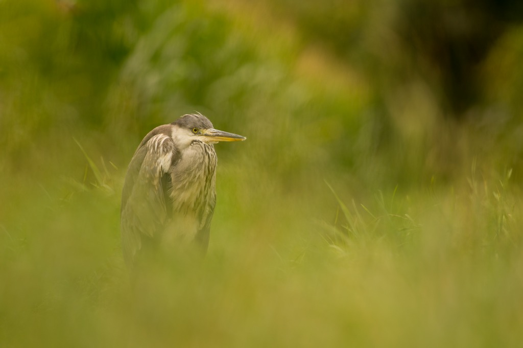 heron 02.jpg