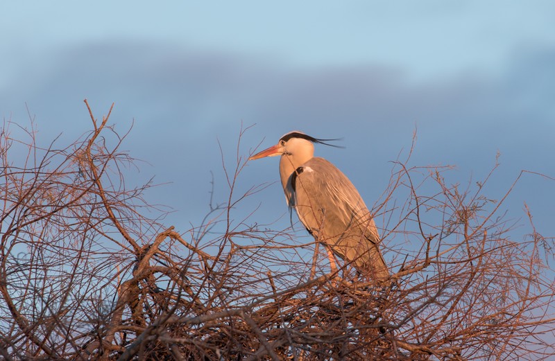 Heron 1329 2016.jpg