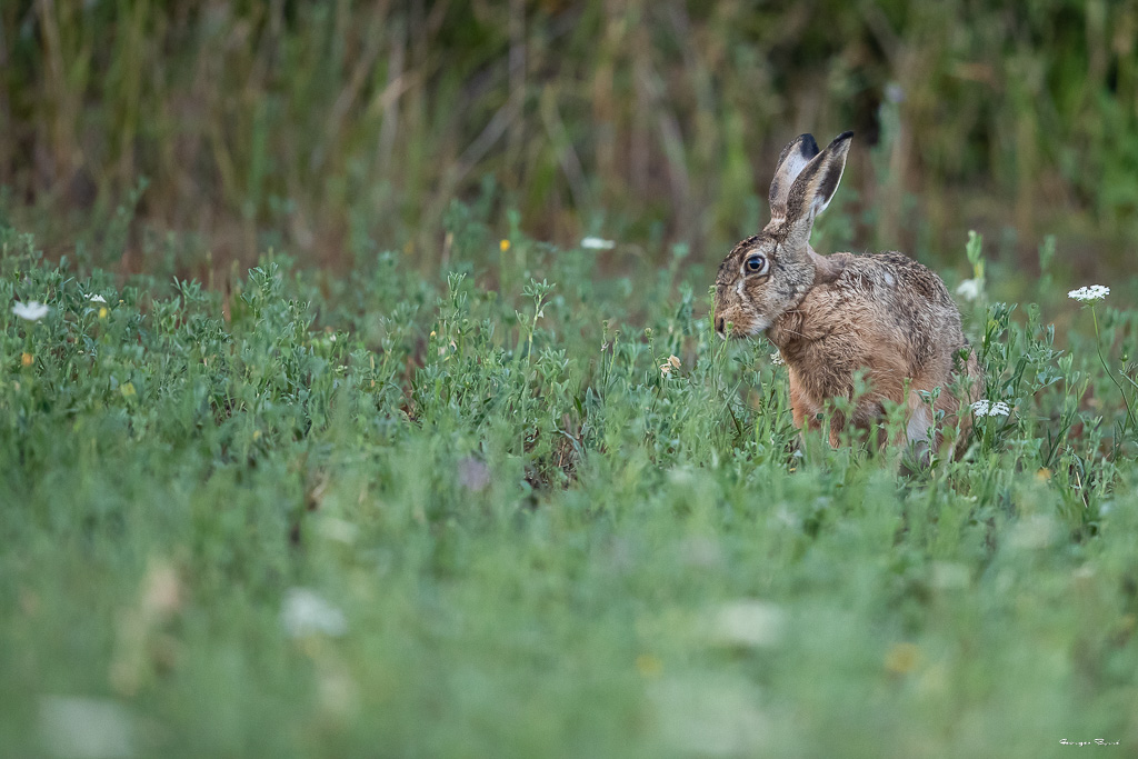 Lièvre d'Europe (Lepus europaeus) Broxn hare-176.jpg