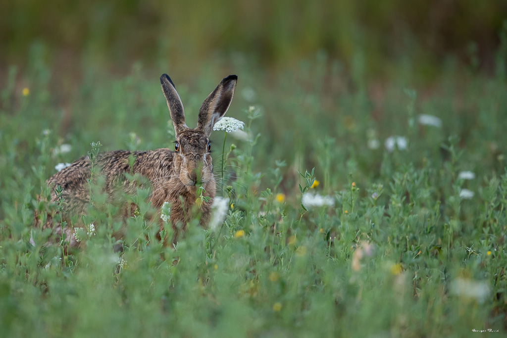 Lièvre d'Europe (Lepus europaeus) Broxn hare-257.jpg