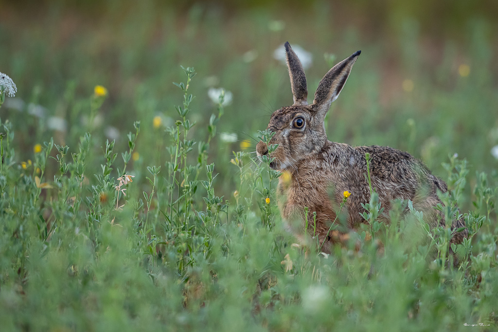 Lièvre d'Europe (Lepus europaeus) Broxn hare-287.jpg