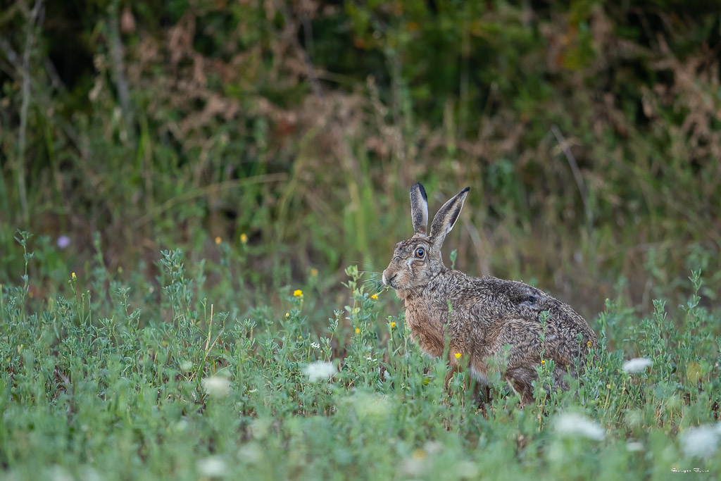 Lièvre d'Europe (Lepus europaeus) Broxn hare-317.jpg