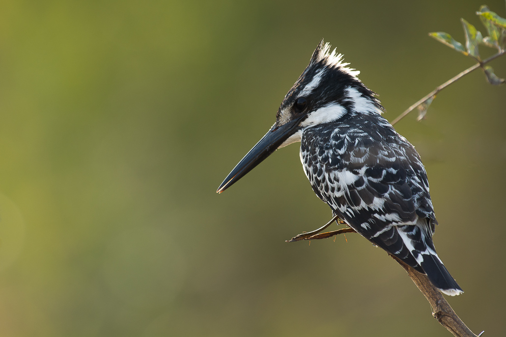 Martin-pêcheur pie (Pied Kingfisher).jpg