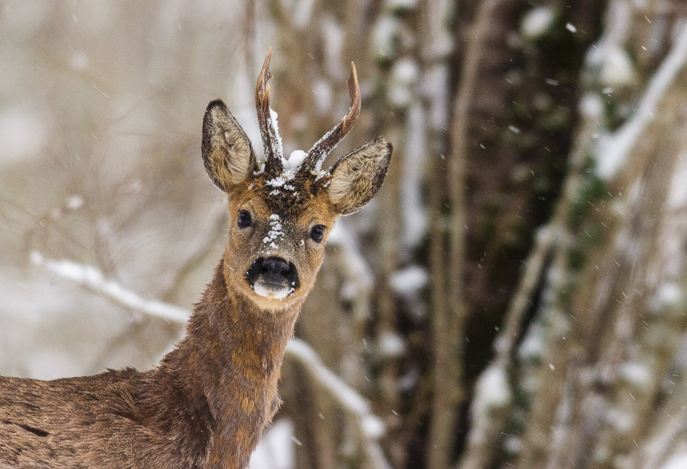 Chasse neige.jpg