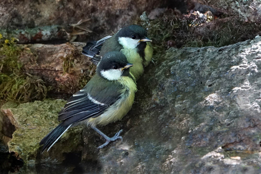 mésange charbo1.jpg