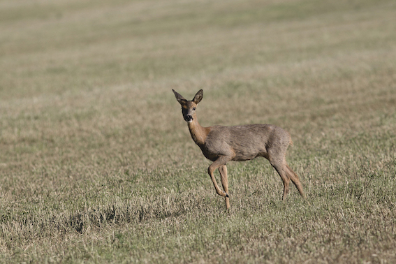 CapreolusCapreolus-5188.jpg