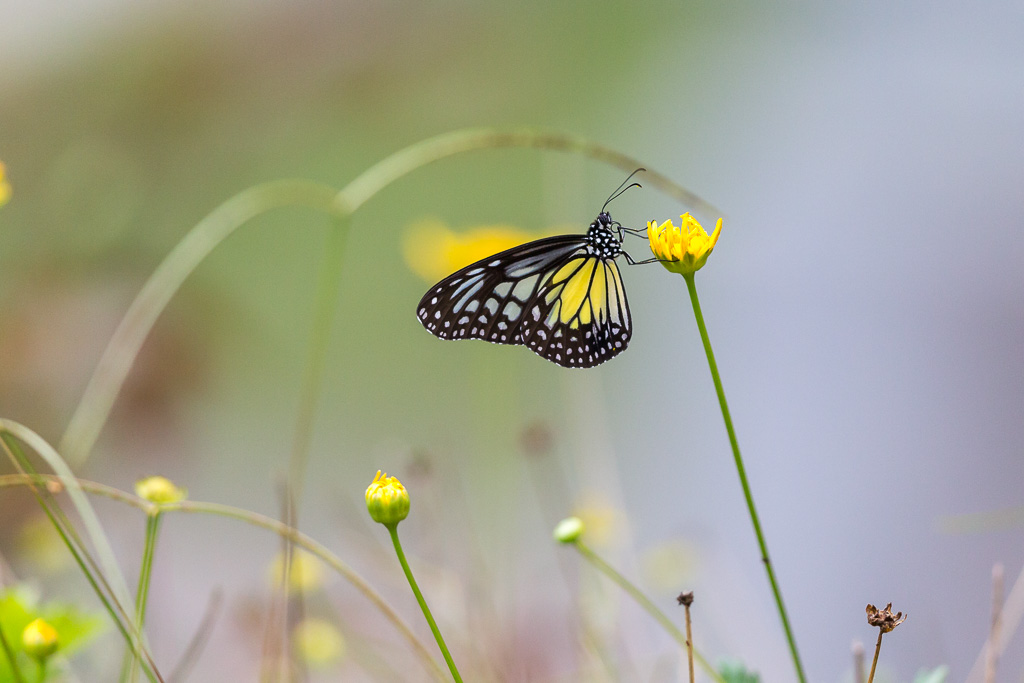 _IN Yellow Glassy Tiger 2019-09 Bukit Fraser-14.jpg