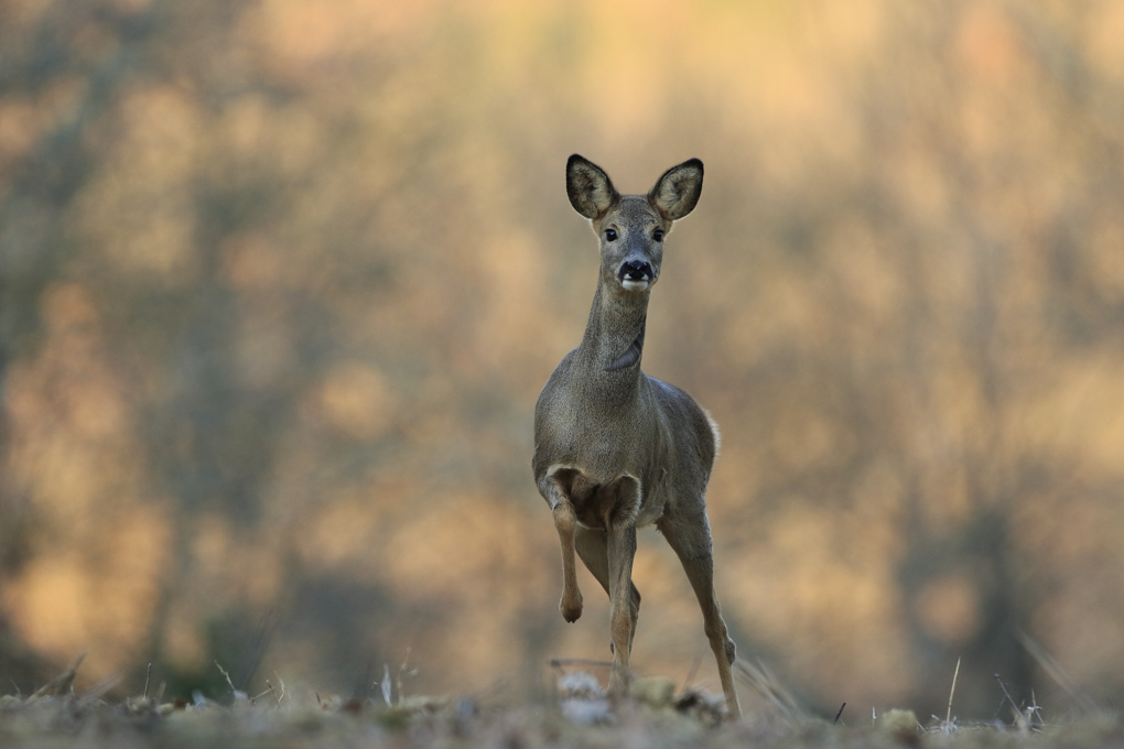 Cheveuil 1 image nature.jpg